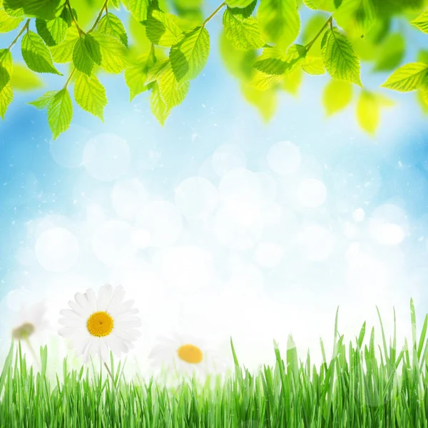 Sunny spring background — Stock Photo, Image