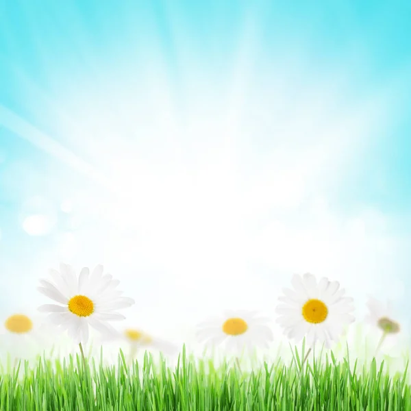 Kamille bloemen op gras — Stockfoto