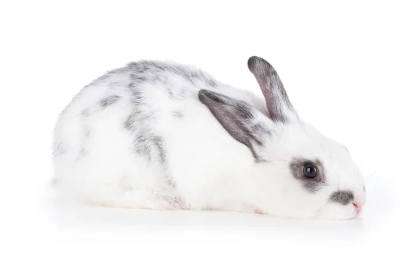 Small grey rabbit — Stock Photo, Image