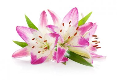 Üç pembe lily çiçek