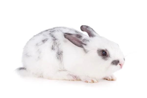 Small white rabbit — Stock Photo, Image