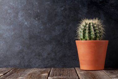 Kaktüs ve tebeşir tahtası