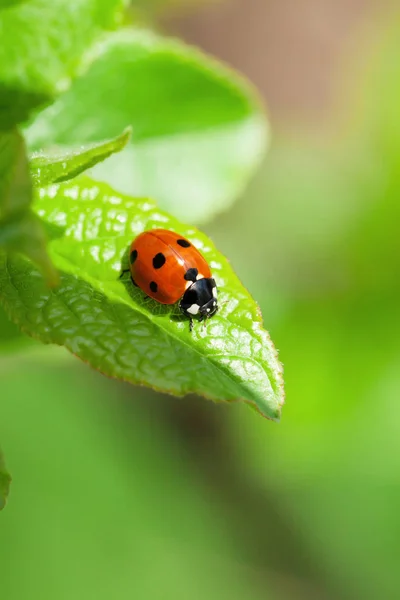 Joaninha na folha verde — Fotografia de Stock