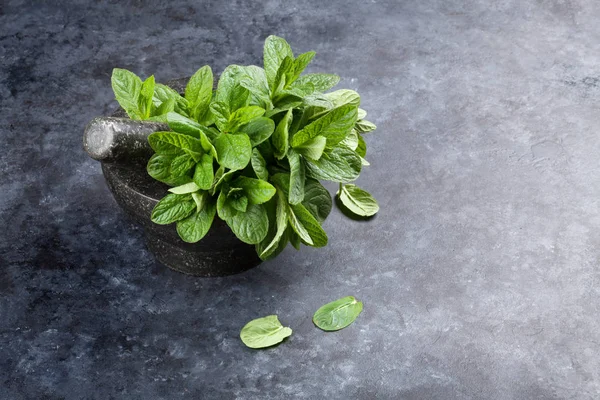 Fresh garden mint — Stock Photo, Image