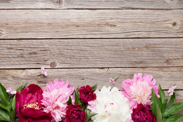 Garten-Pfingstrose-Blumen — Stockfoto