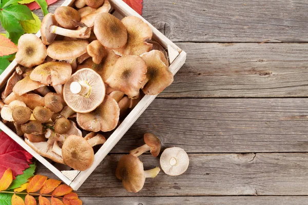 Осенние грибы в коробке — стоковое фото