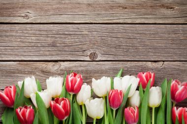 kırmızı ve beyaz laleler