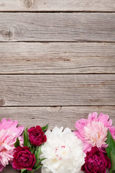 Tuin peony bloemen — Stockfoto