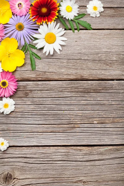 Trädgård färg blommor — Stockfoto