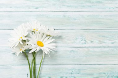 Bahçe papatya çiçeği