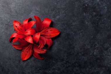 Kırmızı lily çiçek