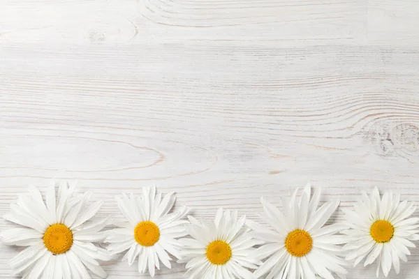 Flores de manzanilla de jardín — Foto de Stock