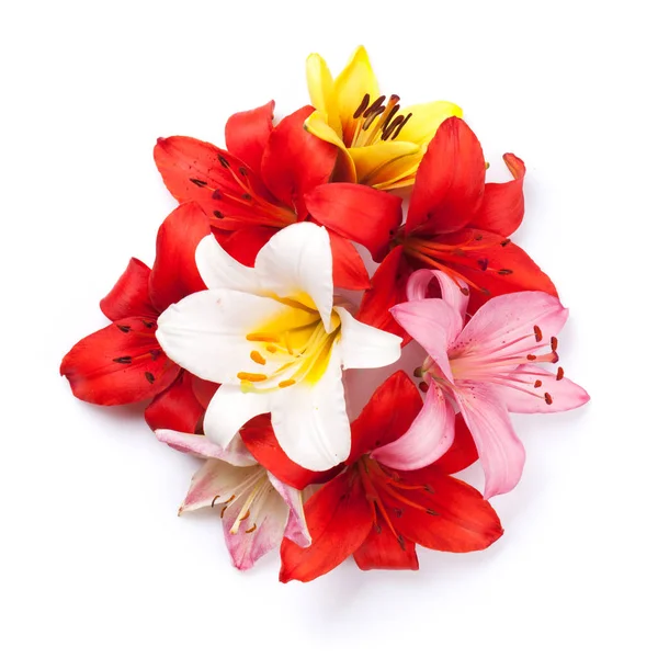 Colorful lily flowers — Stock Photo, Image