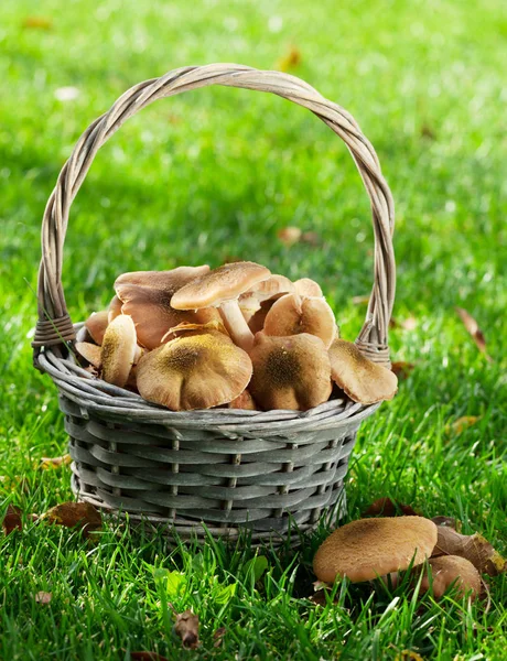 Höstens svampar i korg — Stockfoto