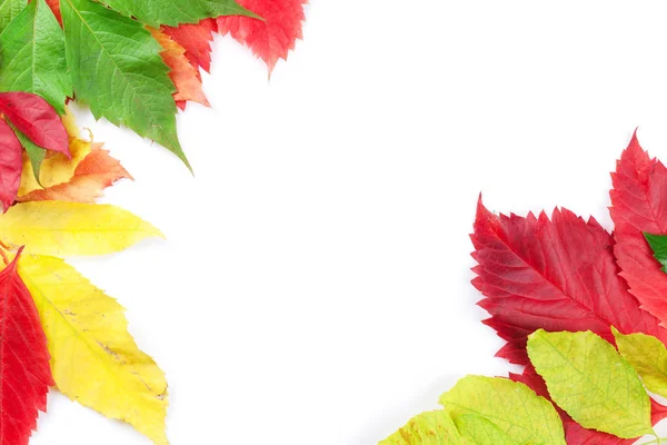Background with colorful leaves — Stock Photo, Image