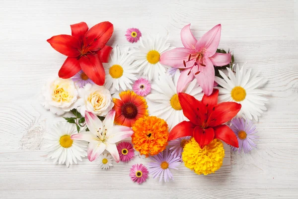 Színes kerti virágok — Stock Fotó