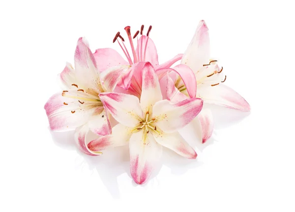 Flores de lírio rosa — Fotografia de Stock