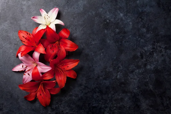 Colorful lily flowers — Stock Photo, Image