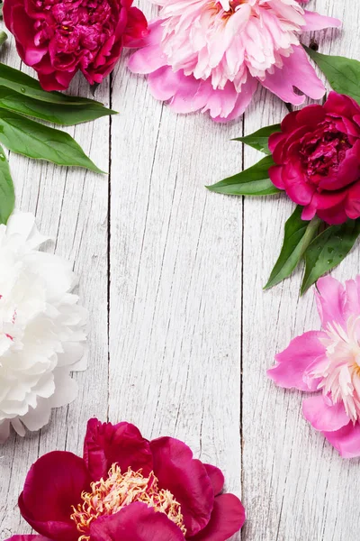 Flores de peonía de jardín — Foto de Stock