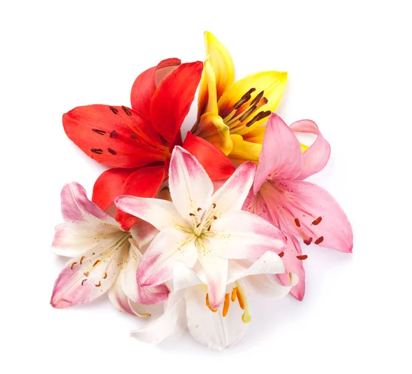 Κρίνος πολύχρωμα λουλούδια — Φωτογραφία Αρχείου
