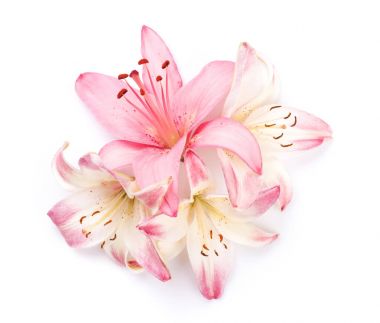 pembe lily çiçek