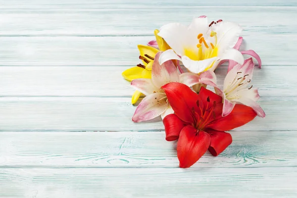 Színes liliom virágok — Stock Fotó