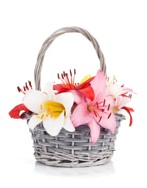 カラフルなユリの花バスケット — ストック写真