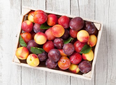 kutusunda olgun Erik 