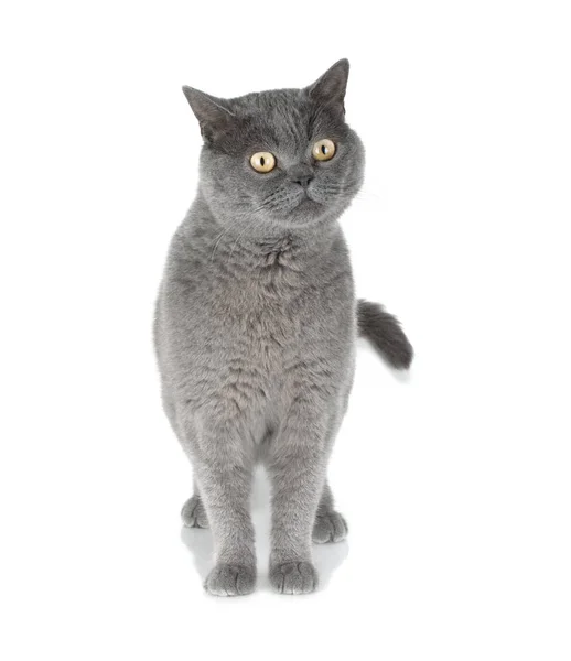 Beautiful Gray Cat Isolated White Background — Stock Photo, Image