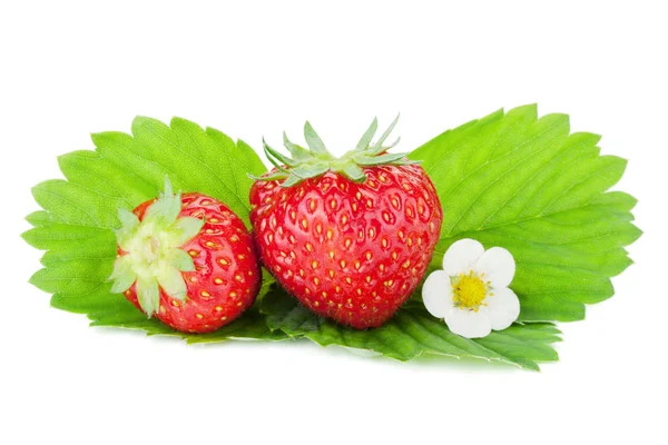 两个草莓 绿叶和花朵在白色背景下分离 — 图库照片