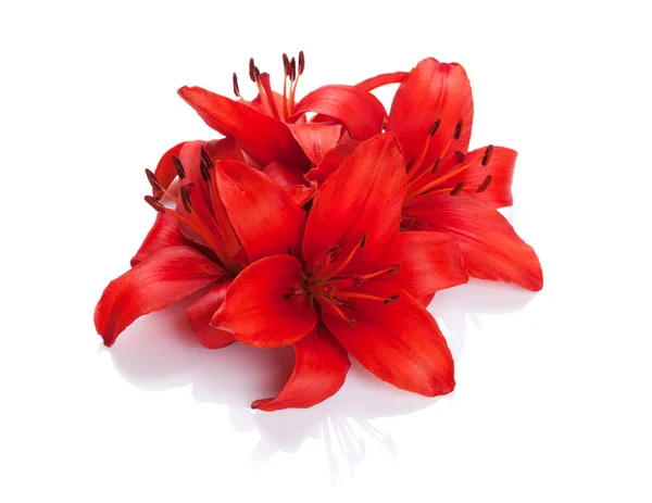 Червоні Квіти Лілії Ізольовані Фоні — стокове фото