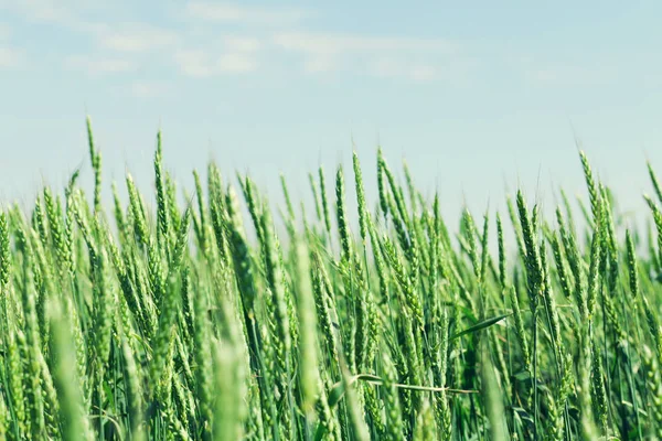 Green Wheat Field Blue Sky Sunny Summer Day Toned — Stock Photo, Image