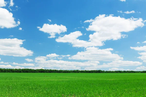 Grönt Gräs Fält Och Blå Himmel Bakgrund — Stockfoto