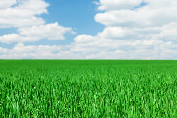 Zielone Pole Trawy Błękitne Tło Nieba — Zdjęcie stockowe