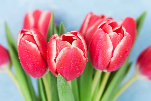 Ramo Tulipanes Rojos Sobre Fondo Azul Tarjeta Felicitación San Valentín — Foto de Stock