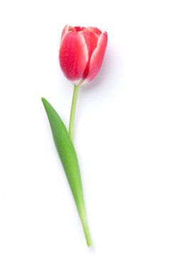 Beyaz arkaplanda kırmızı lale çiçeği izole edildi