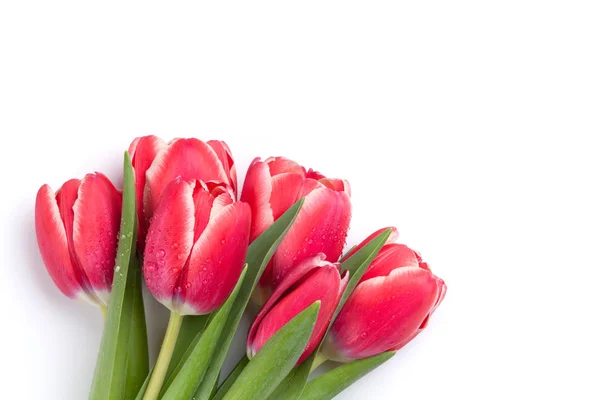 白い背景で隔離赤いチューリップの花束 — ストック写真