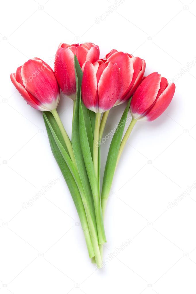 Red tulips bouquet isolated on white background