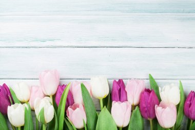 Renkli Lale ahşap duvar önünde. Paskalya kartı. Selam ile alan