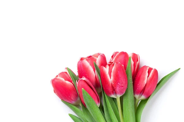 Rode Tulpen Boeket Geïsoleerd Een Witte Achtergrond Pasen Wenskaart — Stockfoto