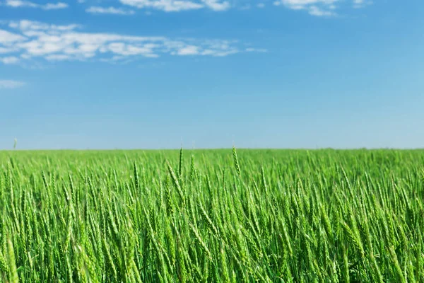 在阳光明媚的夏日绿色小麦场蓝色天空 — 图库照片