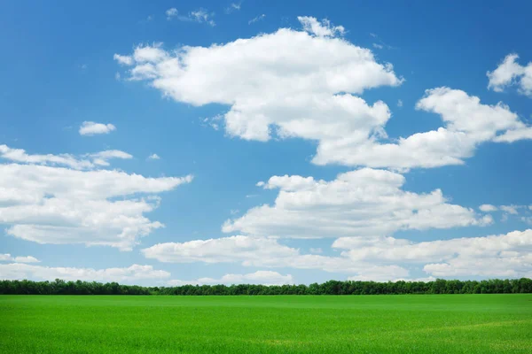 Πράσινο Πεδίο Γρασίδι Και Μπλε Φόντο Ουρανό — Φωτογραφία Αρχείου