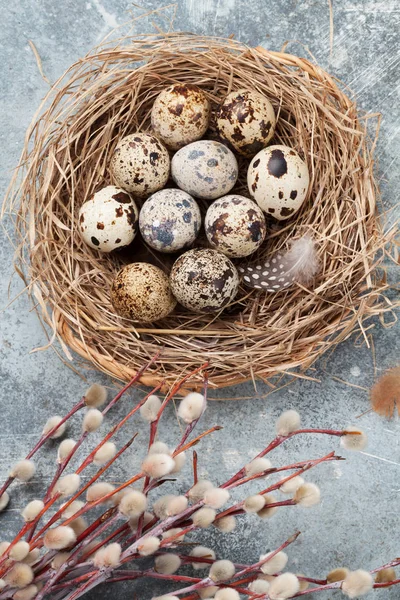 Quails Eggs Nest Pussy Willow Easter Greeting Card Top View — Stock fotografie