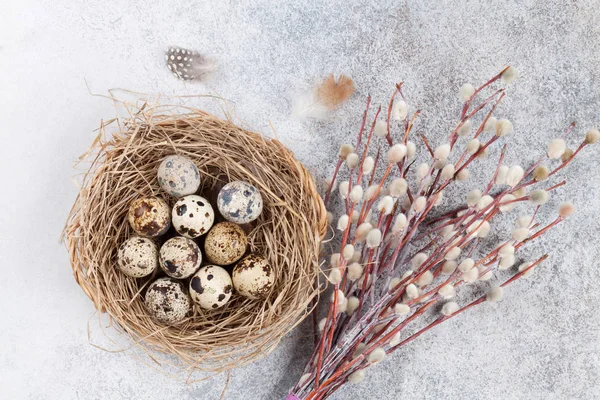 Quails Eggs Nest Pussy Willow Easter Greeting Card Top View — Stockfoto