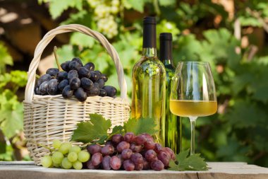 Sepette renkli üzümler, beyaz şarap şişeleri ve cam. Sonbahar bağ hasadı