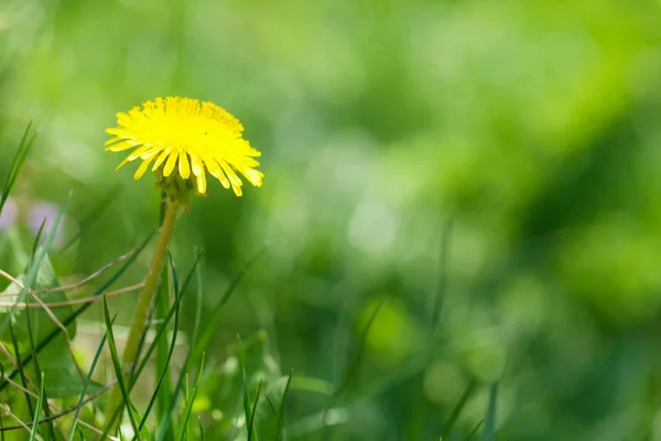 Campo Erba Verde Con Dente Leone Giallo Estate Sfondo Natura — Foto Stock