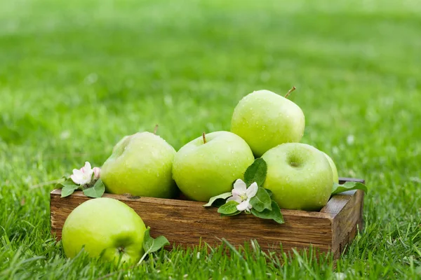 Manzanas Verdes Jardín Frescas Caja Prado Hierba Con Espacio Copia —  Fotos de Stock