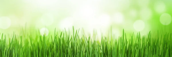 Abstract Zonnige Zomerse Achtergrond Met Gras Bokeh Getooid — Stockfoto