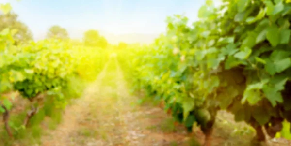 Fond Flou Avec Paysage Ensoleillé Vignoble Vallée Campagne Française — Photo