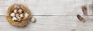 Paskalya tebrik kartında bıldırcın yumurtaları var. Üst görünüm düzlüğü kopyalama alanı ile yatıyordu